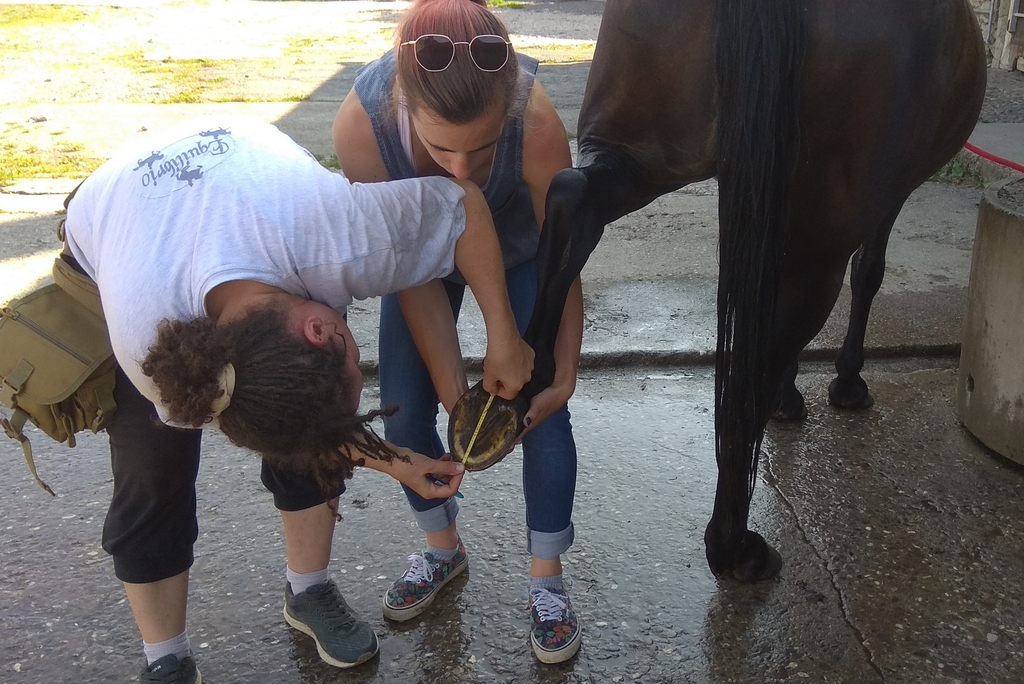 Bootfitting : Si votre cheval est un peu sur l'oeil, sécurisez l'essai en tenant vous même les pieds.